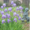 Hillview courtyard iris
