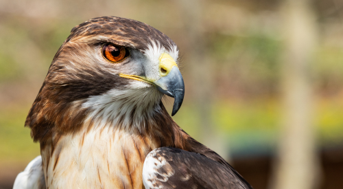 Close up image of hawk