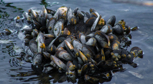 Image of pile of mussels in shallow water